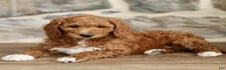 Goldendoodle dogs for sale: Jace  - Ad 1