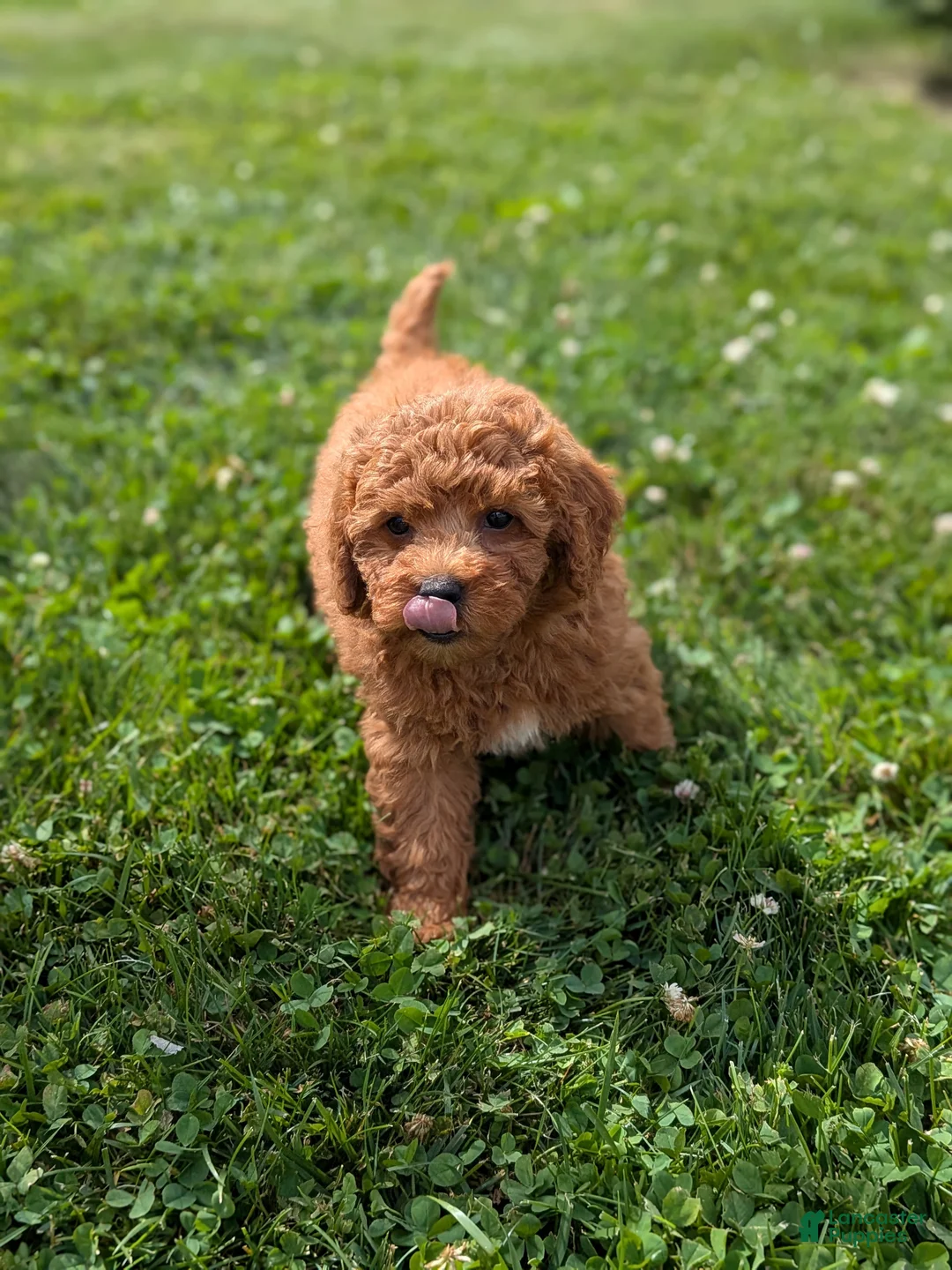 Mini Goldendoodle dogs for sale: Gianna  - Ad 1