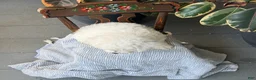 Bichon Frise dogs for sale: Jeffrey - Ad 6