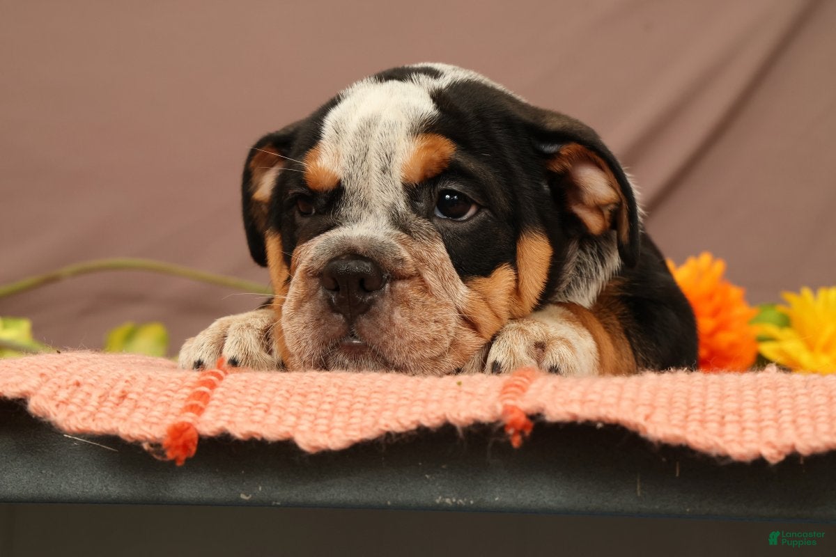 Beabull dogs Wendy - Ad 2