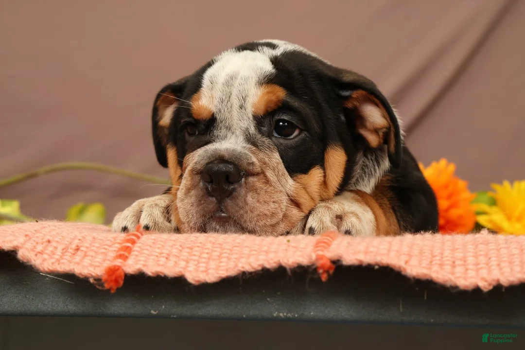 Beabull dogs for sale: Wendy - Ad 2