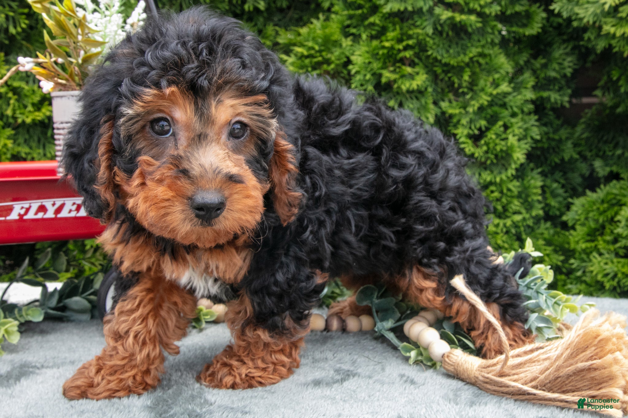 Shorkie dogs Carol - Ad 2