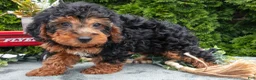 Shorkie dogs for sale: Carol - Ad 2