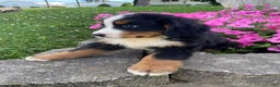 Bernese Mountain Dog dogs for sale: Milo - Ad 7