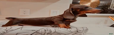 Miniature Dachshund Puppy 1
