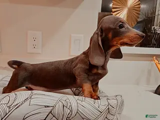 Miniature Dachshund dogs for sale: Miniature Dachshund Puppy 1 - Ad 2