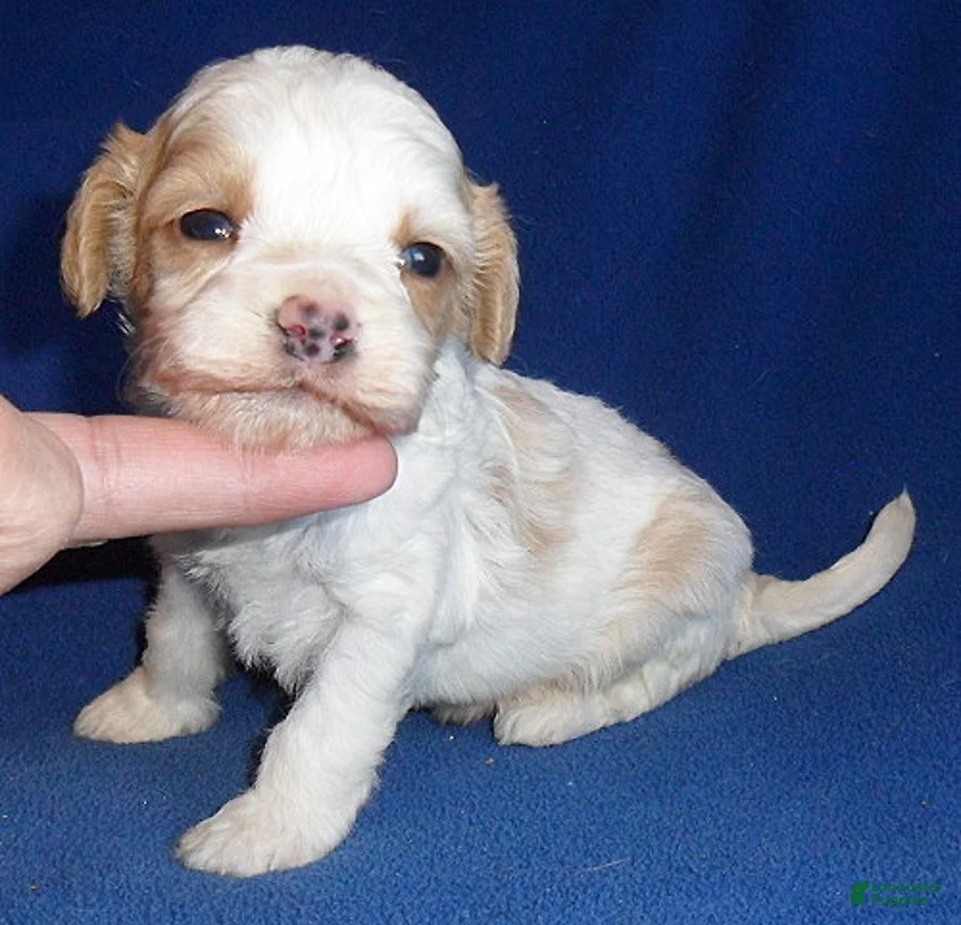 Cockapoo dogs for sale: Darby - Ad 5