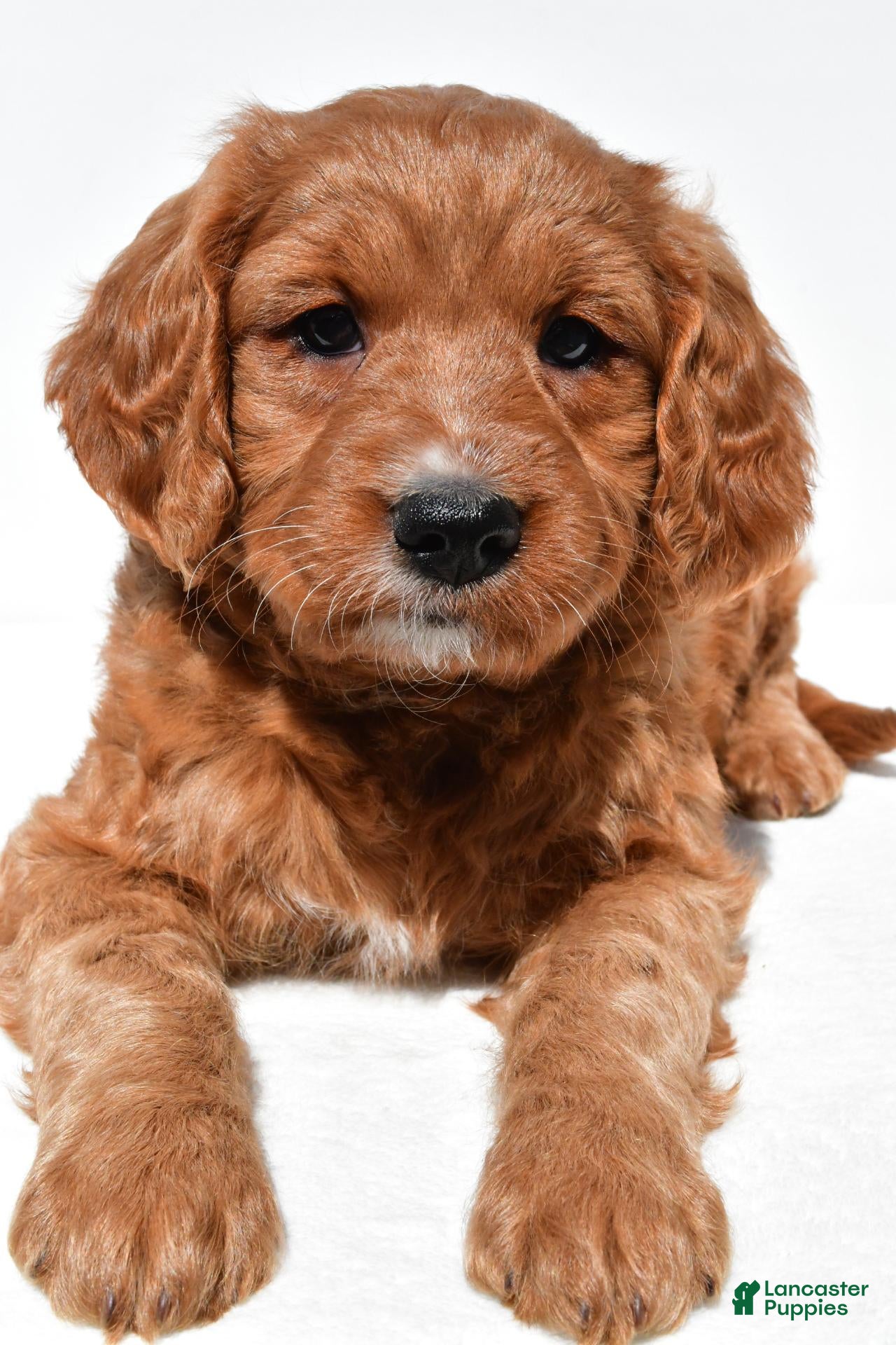 Mini Goldendoodle dogs Hailey - Ad 2