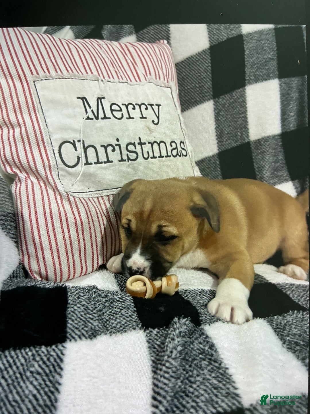 Mixed Breed dogs for sale: Mixed Breed Puppy 3 - Ad 1