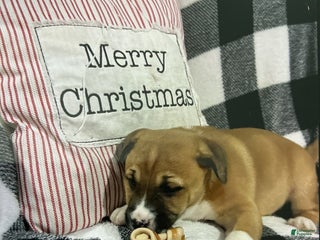 Mixed Breed dogs Mixed Breed Puppy 3 - Ad 4