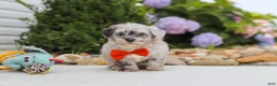 Havapoo dogs for sale: Buddy - Ad 11