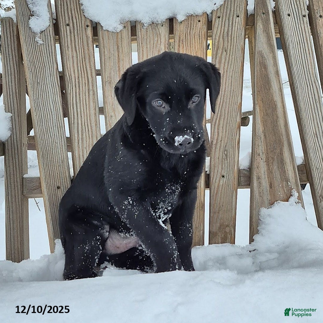 Labrador Retriever dogs for sale: Baxter - Ad 4