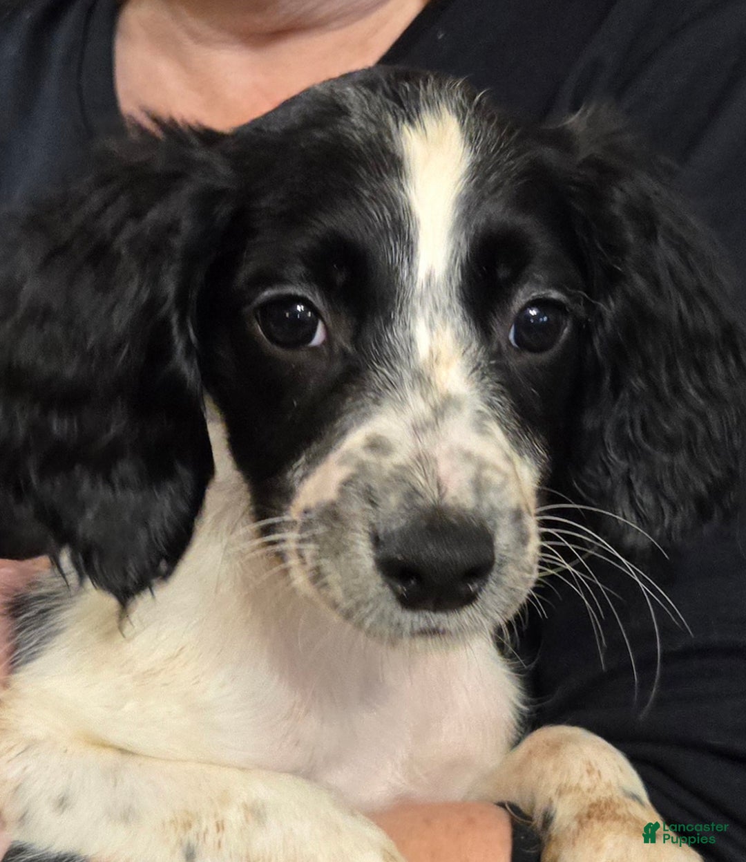 English Springer Spaniel dogs for sale: Lilly - Ad 1
