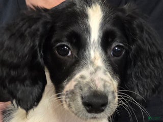 English Springer Spaniel dogs Lilly - Ad 34