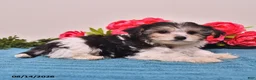 Yorkiepoo dogs for sale: Retta - Ad 3