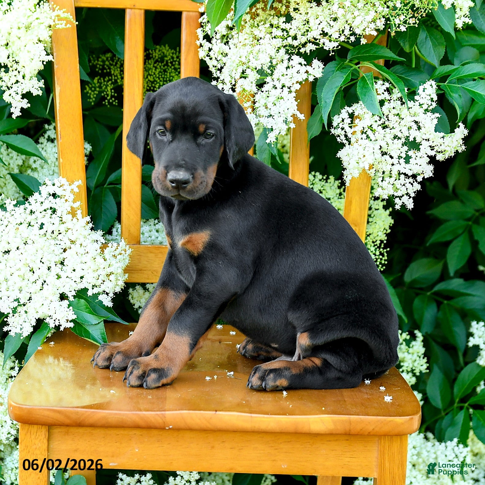 Doberman Pinscher dogs Lance  - Ad 2