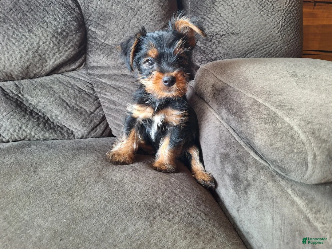 Yorkshire Terrier dogs for sale: Stetson - Ad 1