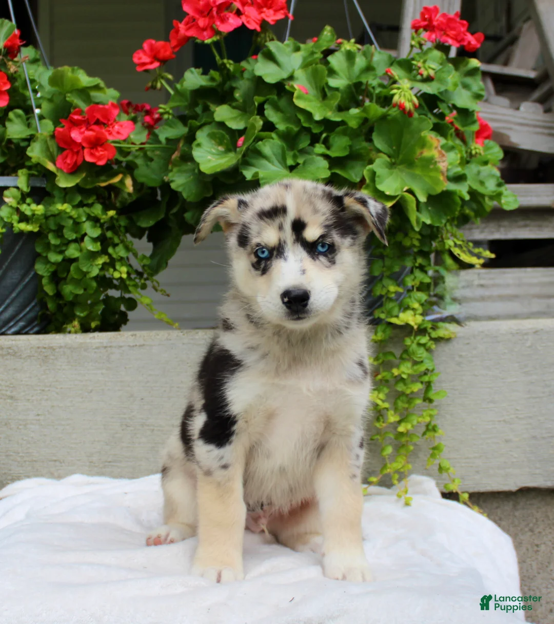 Mixed Breed dogs for sale: Lindor  - Ad 1