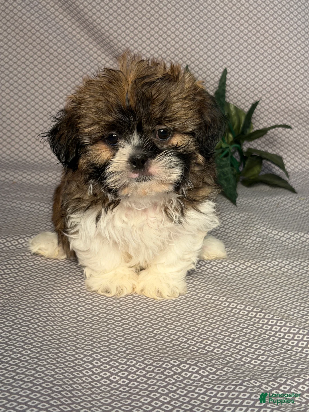 Shih Tzu dogs for sale: Wyatt - Ad 1