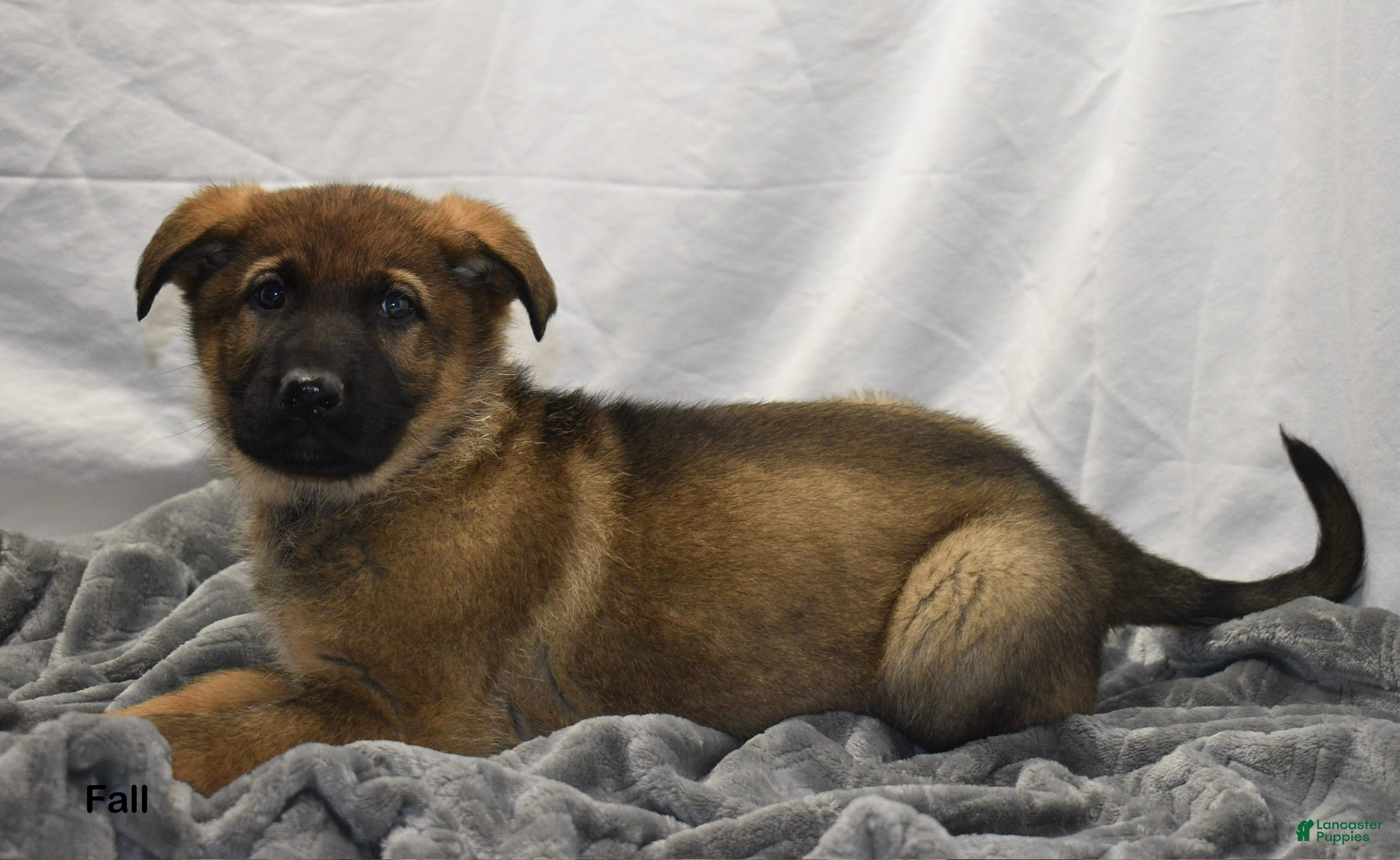 German Shepherd dogs Fall - Ad 36