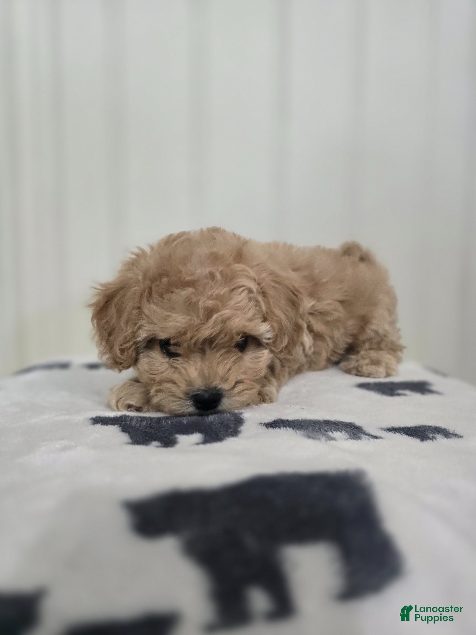 Shihpoo dogs Shihpoo Puppy 3 - Ad 24