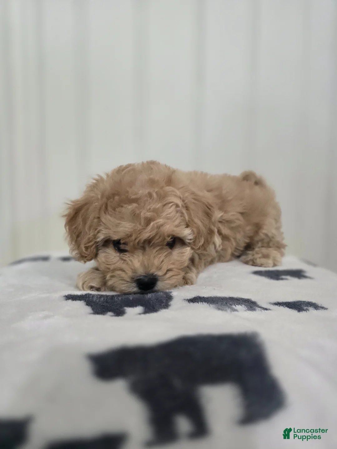 Shihpoo dogs for sale: Shihpoo Puppy 3 - Ad 1