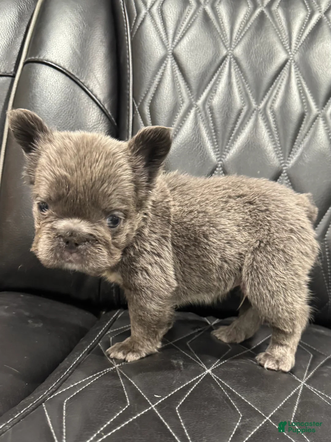 French Bulldog dogs for sale: FLUFFY BIG ROPE TOP GUN - Ad 9