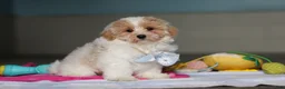 Mixed Breed dogs for sale: Harris - Ad 1