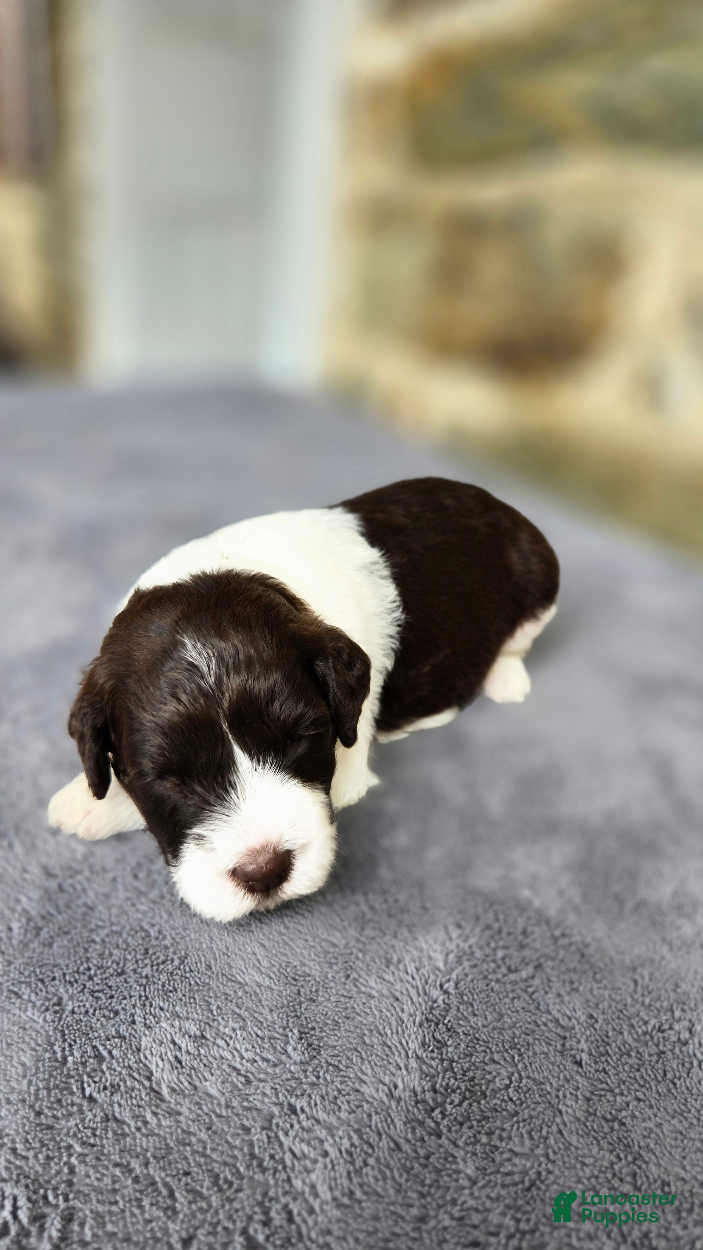 Portuguese Water Dog dogs Ruth - Ad 1