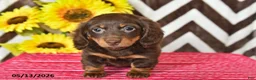 Miniature Dachshund dogs for sale: Olivia - Ad 5