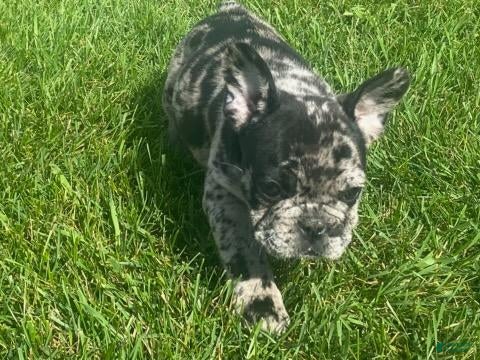French Bulldog dogs Dakota - Ad 2