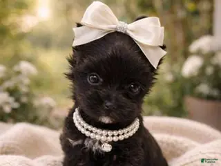 Yorkshire Terrier dogs Gaja - Ad 17