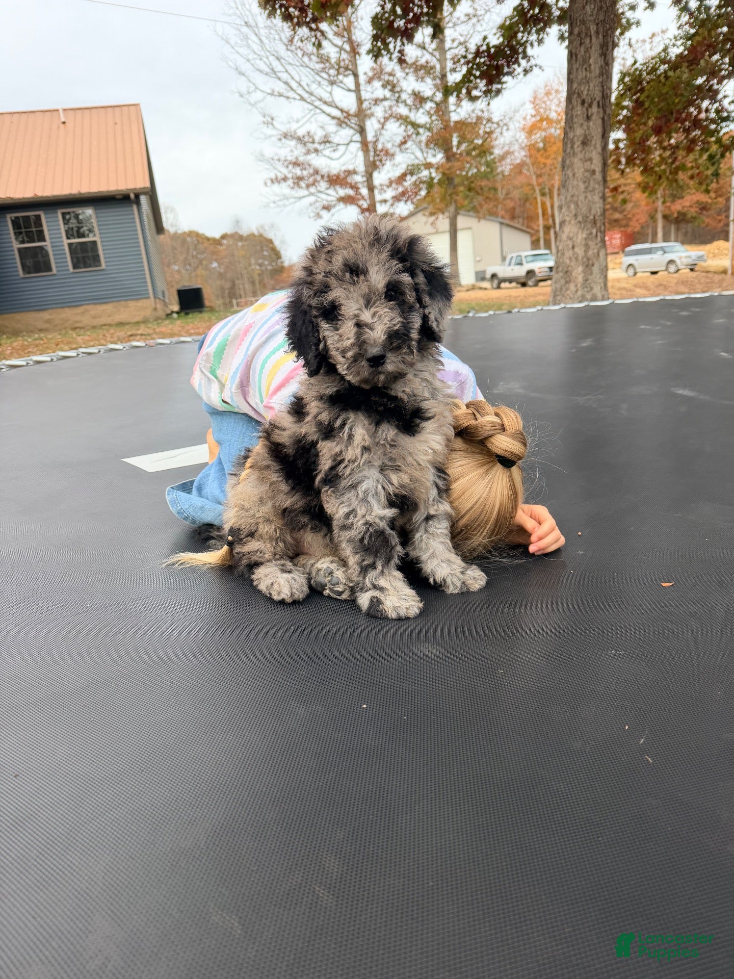 Standard Poodle dogs for sale: Standard Poodle 1 - Ad 1