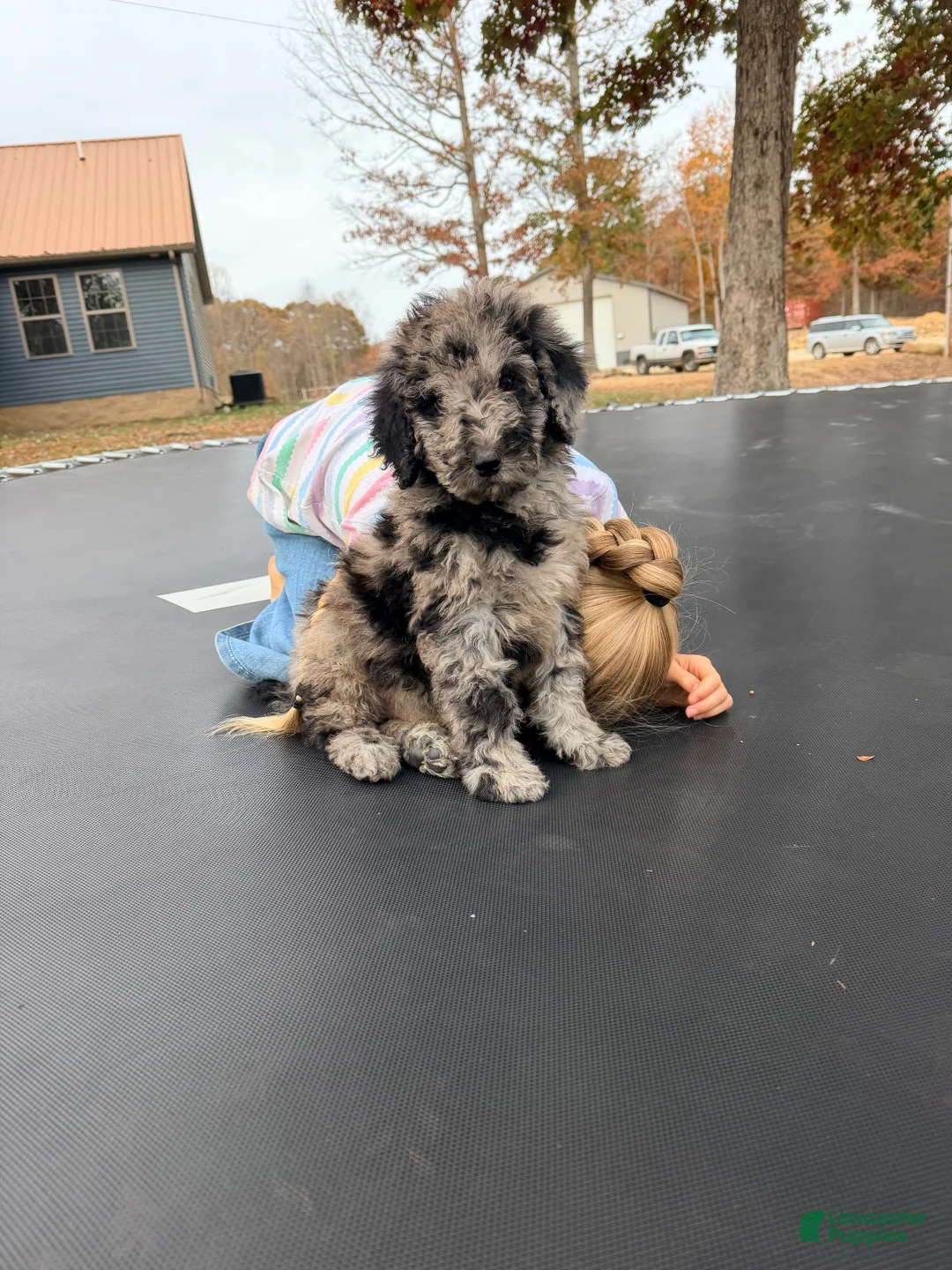 Standard Poodle dogs for sale: Standard Poodle 1 - Ad 1