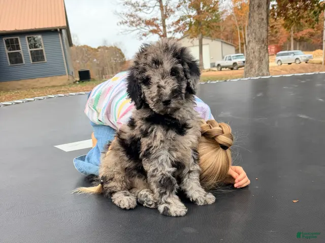 Standard Poodle dogs for sale: Standard Poodle 1 - Ad 1