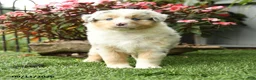 Australian Shepherd dogs for sale: River - Ad 5