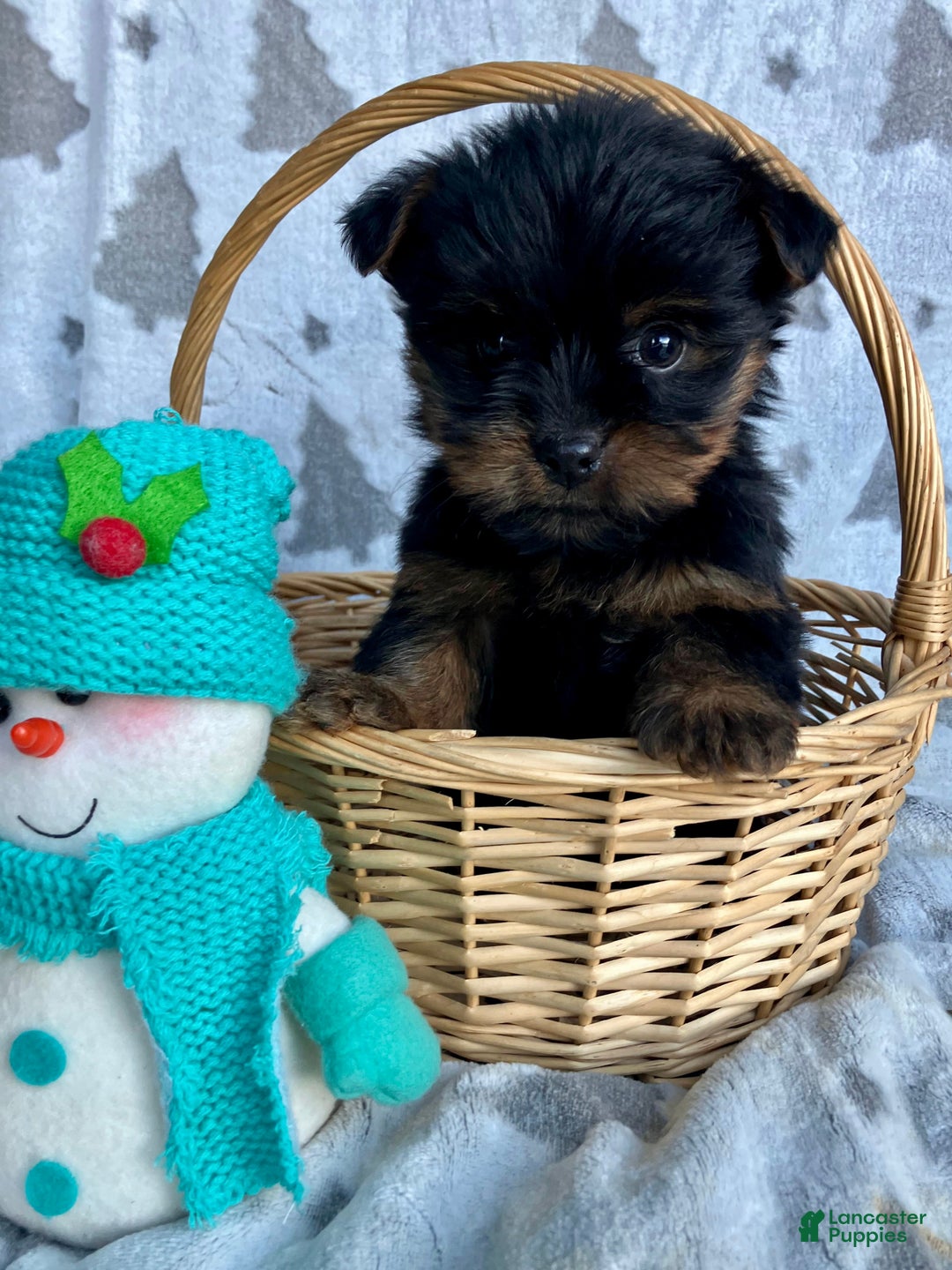 Yorkshire Terrier dogs for sale: Scout - Ad 6