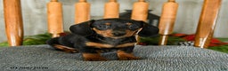 Miniature Dachshund dogs for sale: Toffee - Ad 3