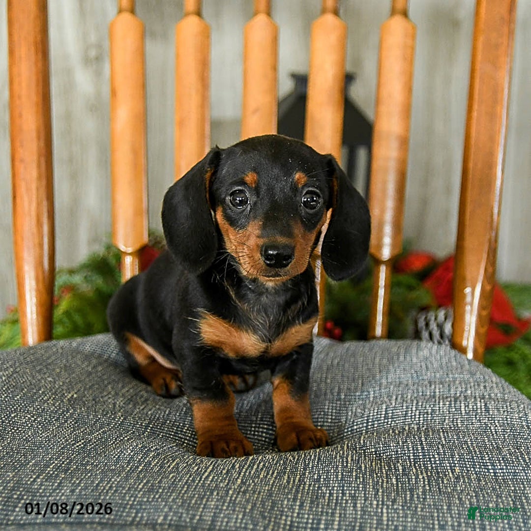 Miniature Dachshund dogs for sale: Toffee - Ad 3