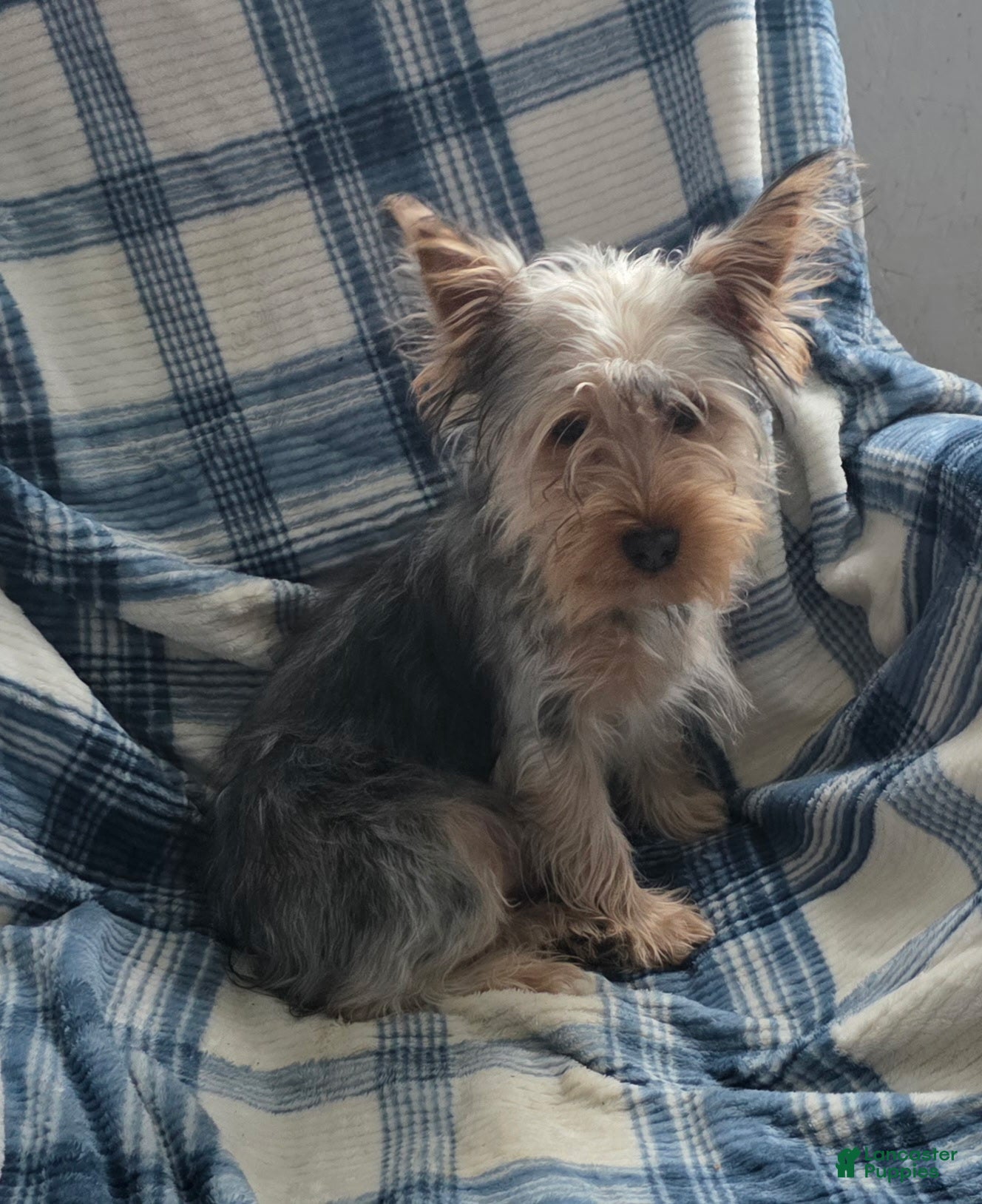 Yorkshire Terrier dogs Scotty - Ad 15