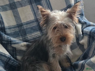 Yorkshire Terrier dogs Scotty - Ad 15