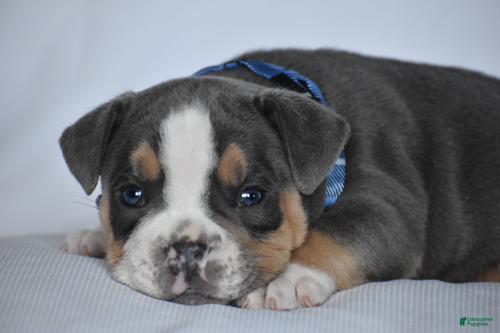 Beabull dogs Captain - Ad 2