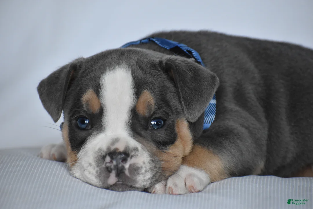 Beabull dogs for sale: Captain - Ad 2
