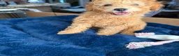 Toy Poodle dogs for sale: Toy Poodle Puppy 1 - Ad 2