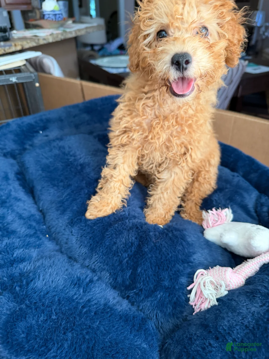 Toy Poodle dogs for sale: Toy Poodle Puppy 1 - Ad 2