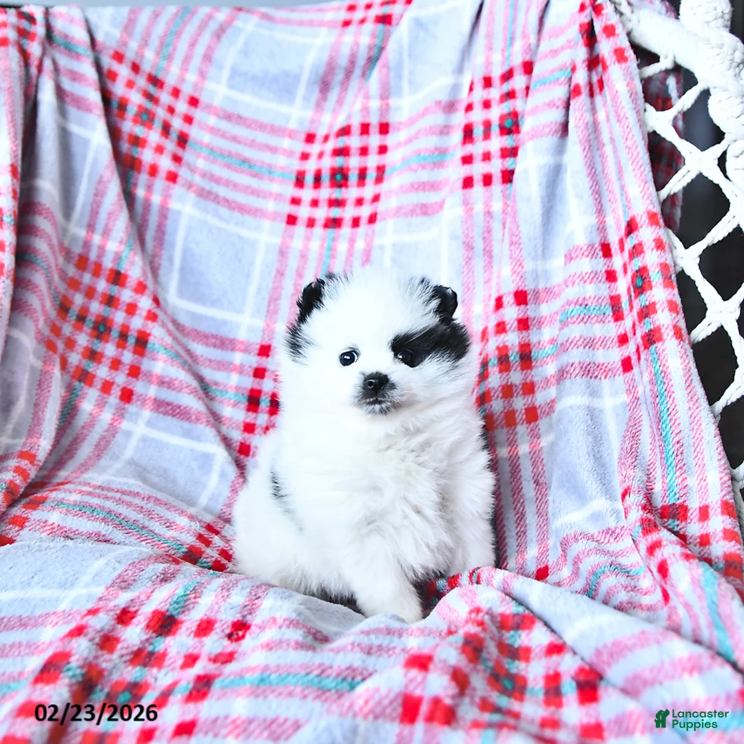 Pomeranian dogs for sale: Lillie - Ad 2