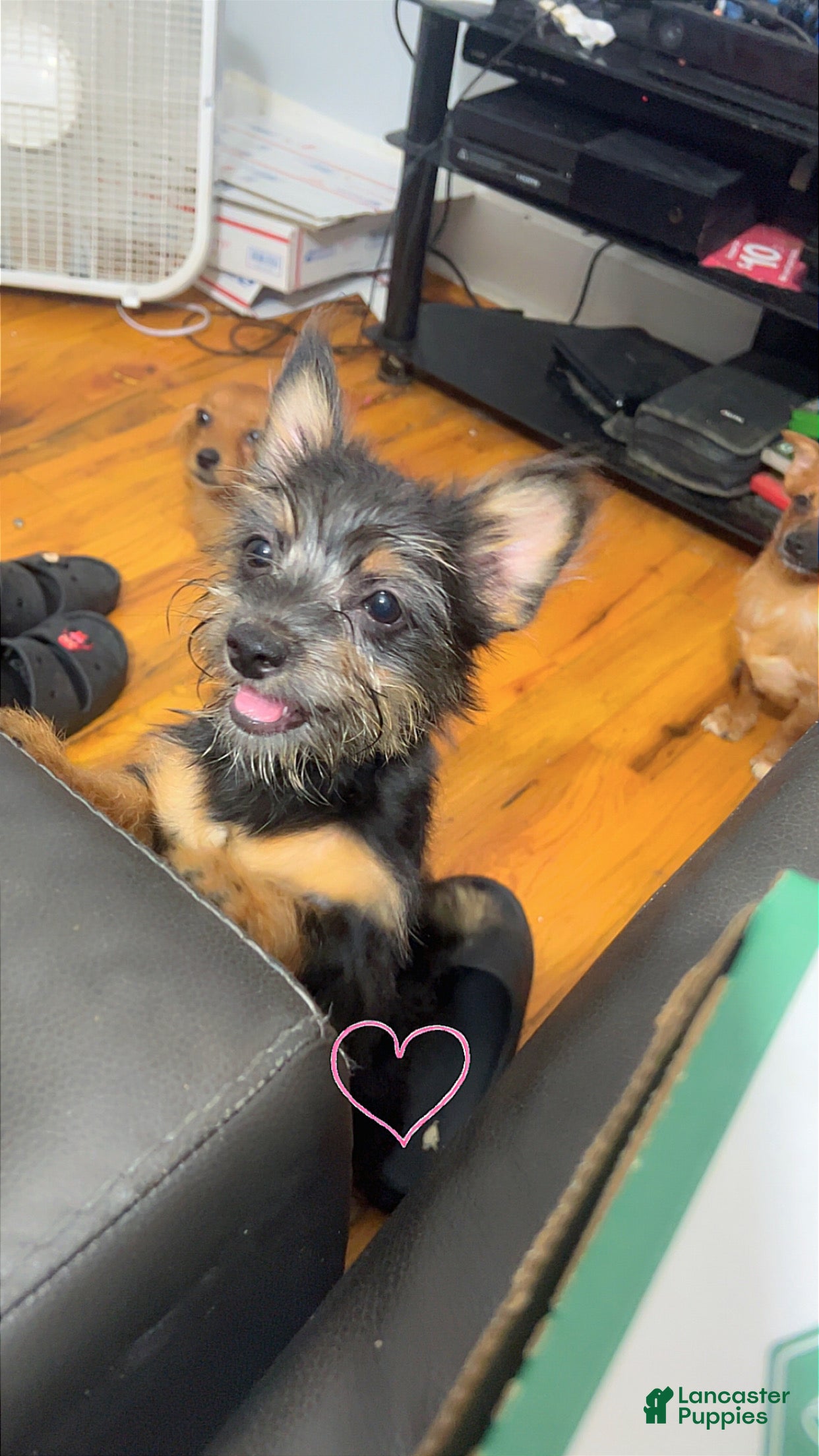 Mixed Breed dogs Luna - Ad 25