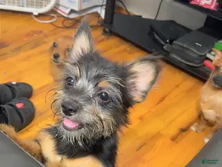 Mixed Breed dogs Luna - Ad 25