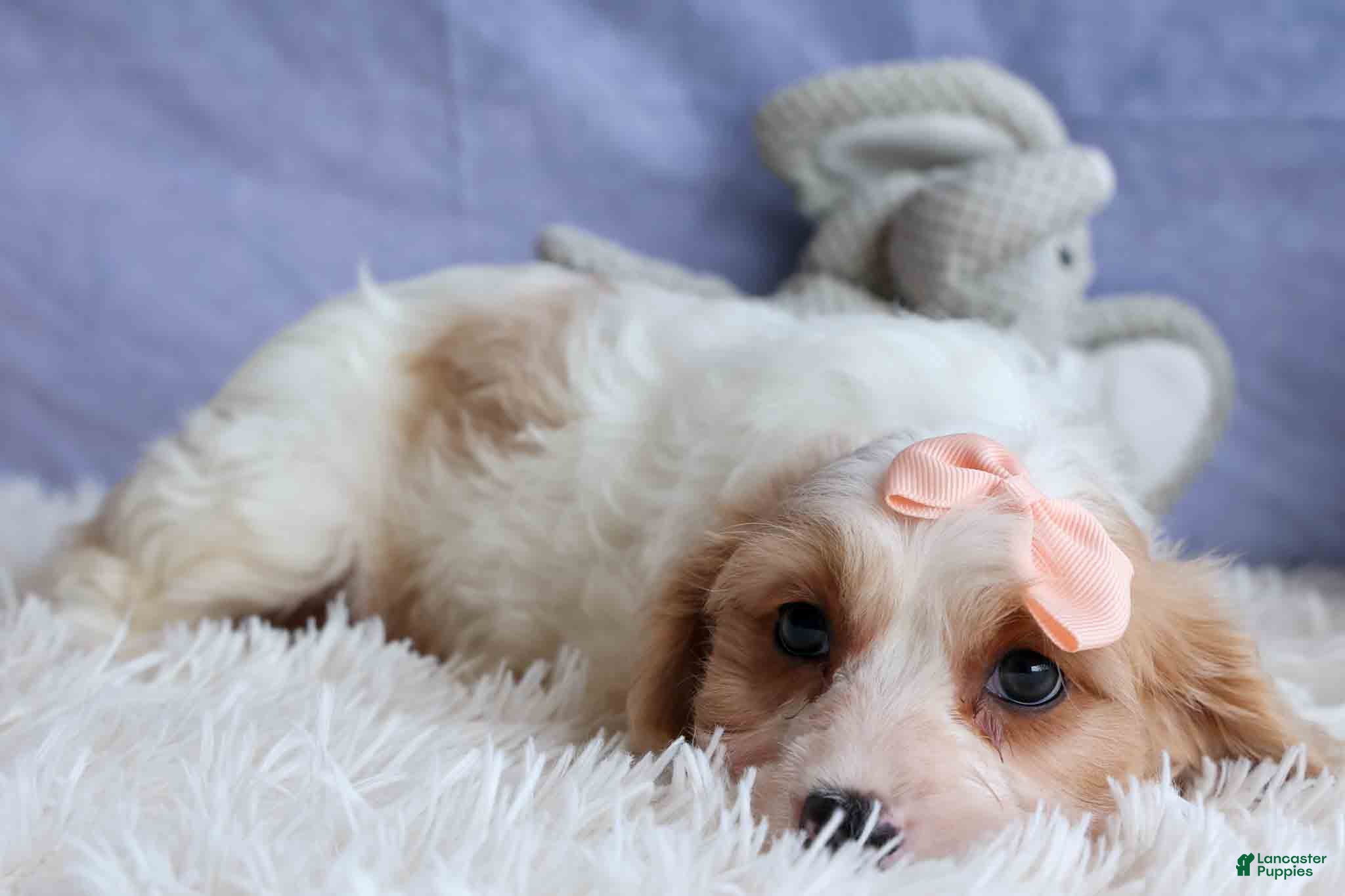 Cavachon dogs RHODA - Ad 2