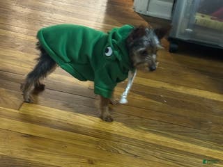 Yorkiepoo dogs Yorkiepoo Puppy 1 - Ad 31